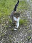 Do adopcji slodka Bunia