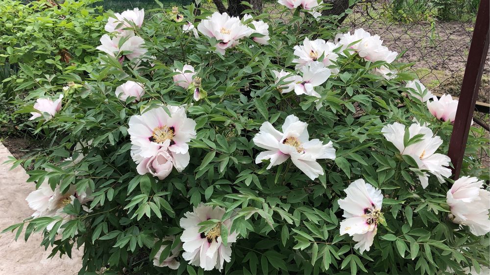 Піон деревовидний