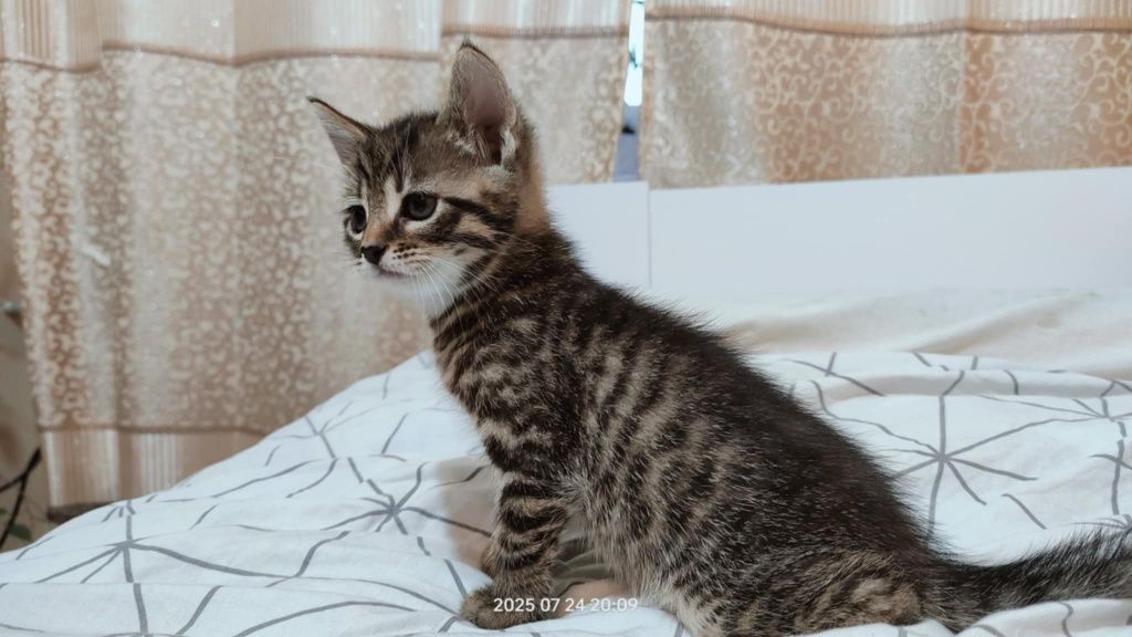 Kotki do adopcji
