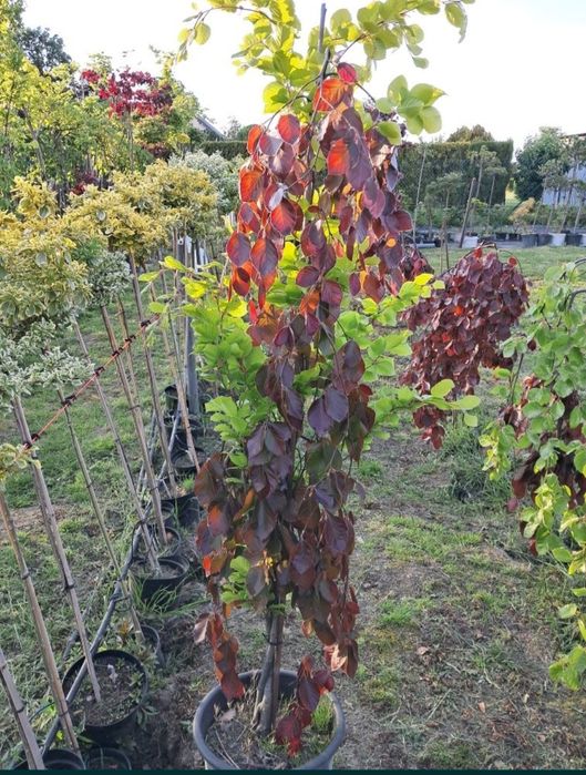 Sprzedam Drzewka ozdobne Okazja!