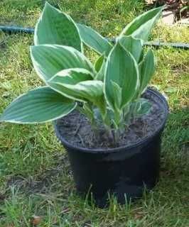 Funkia hosta doniczka