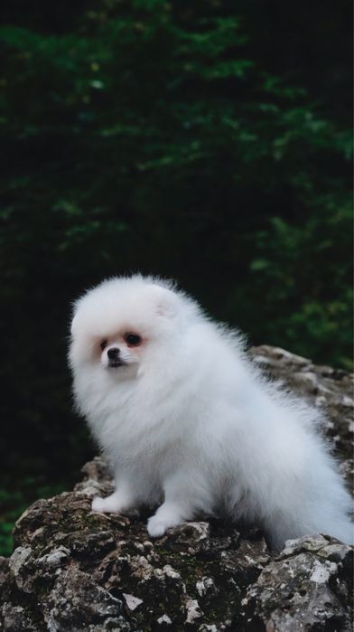 Предлагается к продаже очаровательный  щенок померанского шпица