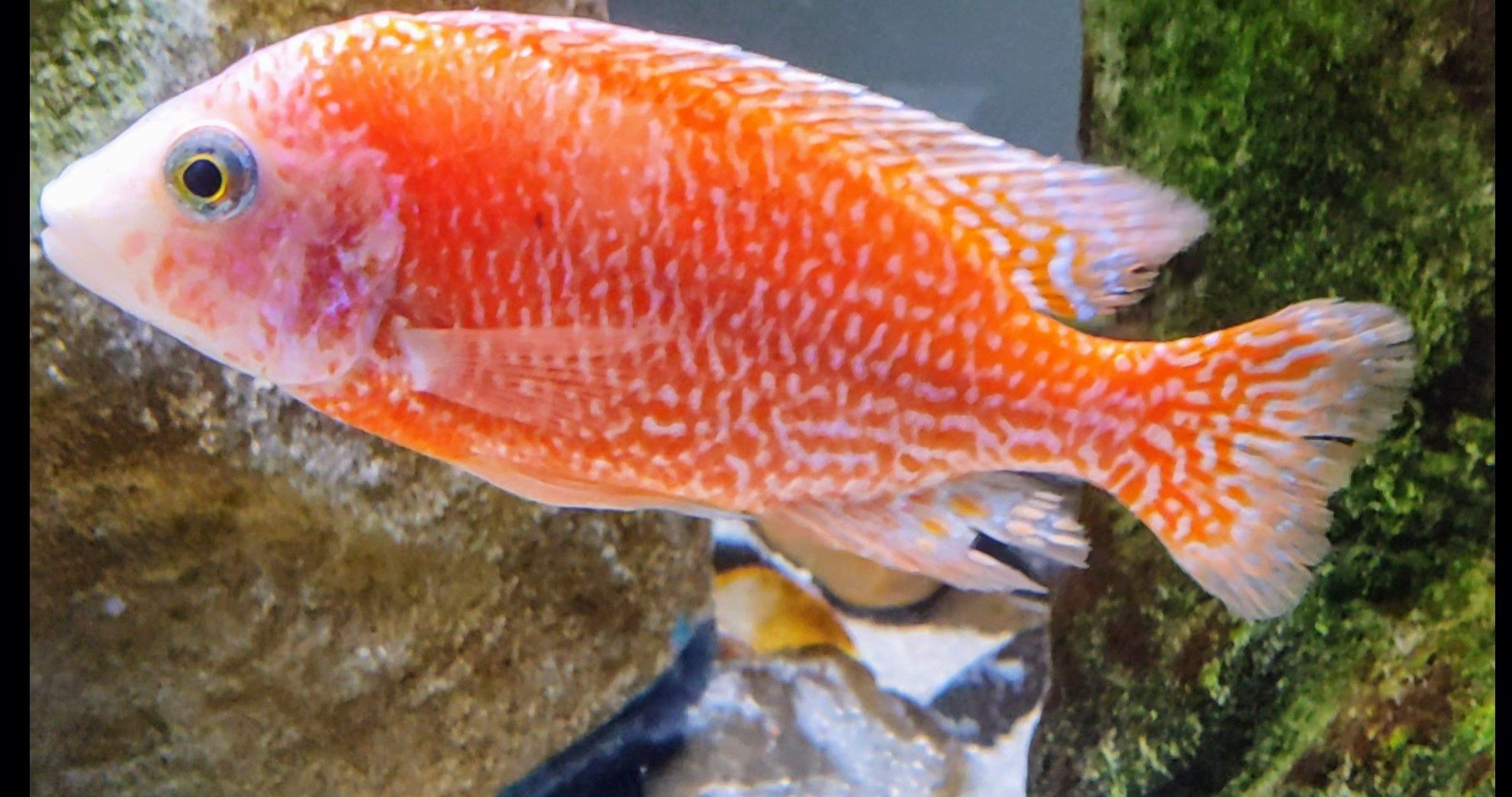 Aulonocara Dragon Blood Macho