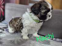 Śliczny  Shih tzu