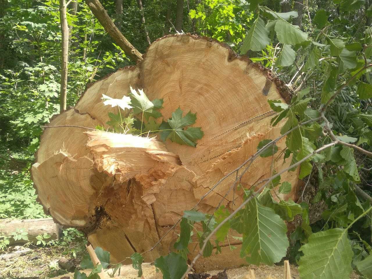 Дерево кругляк колода древесина на дрова доски изделия