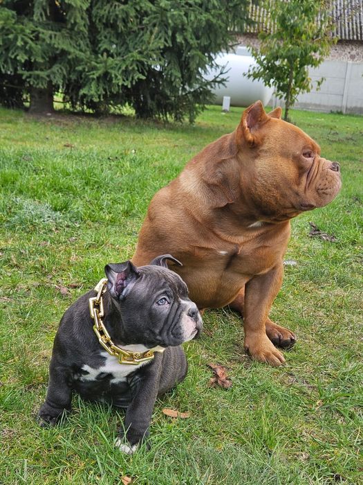 American bully pocket