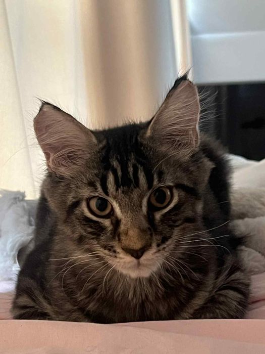 Taco kocor maine coon
