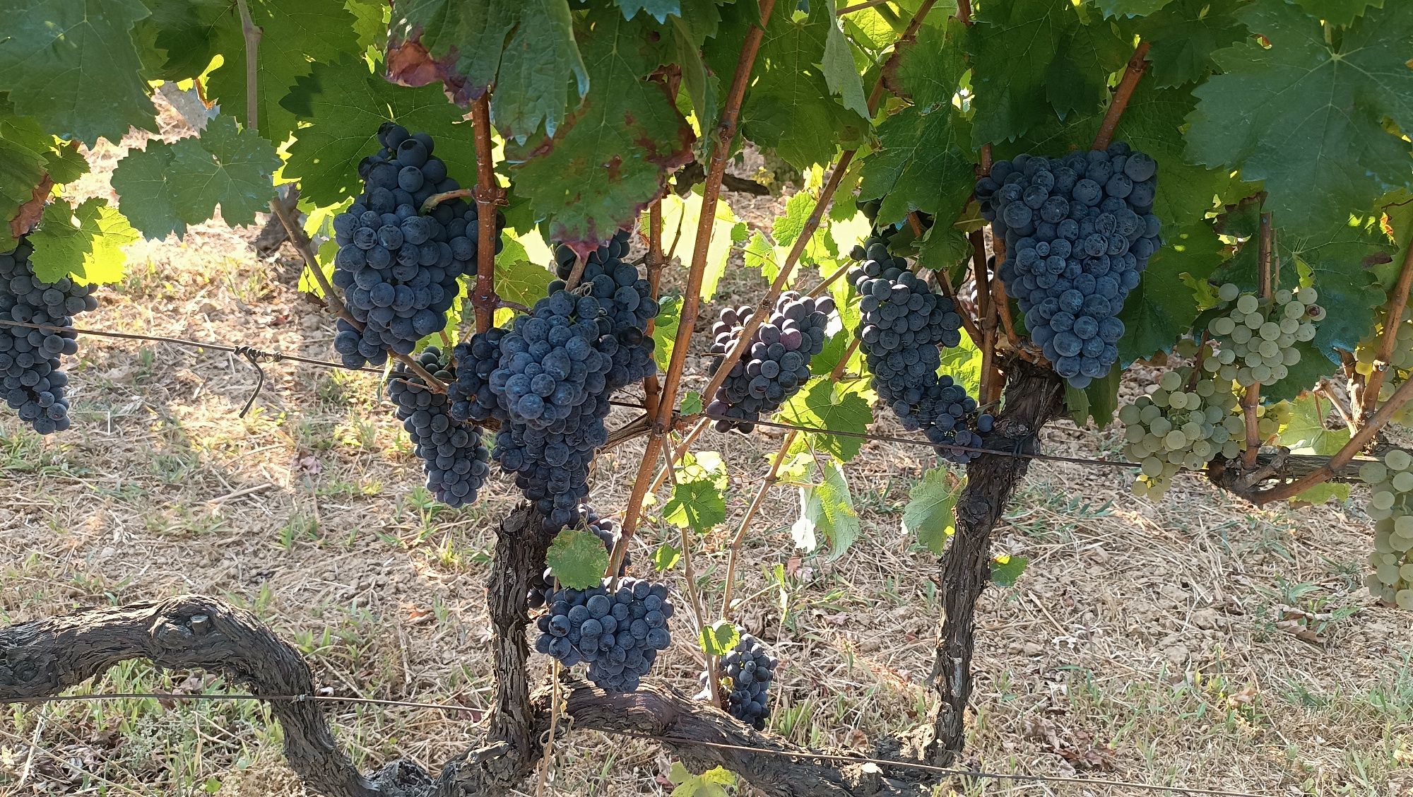Vendo uvas para vinho
