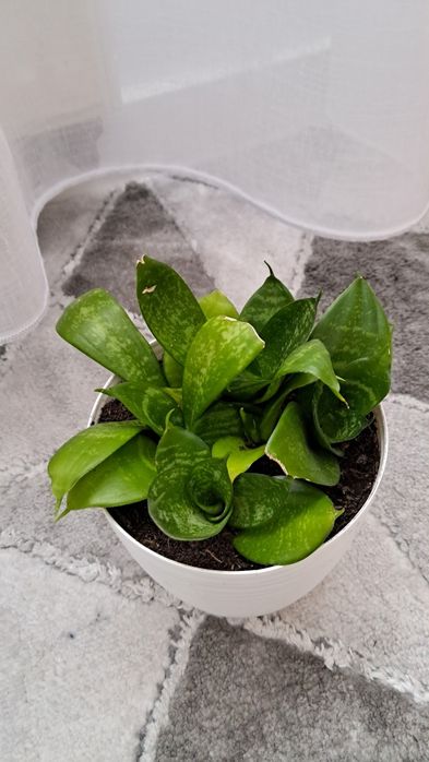 Sanseveria 6 sadzonek
