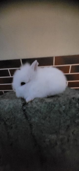 Króliczki karzełki miniaturki teddy