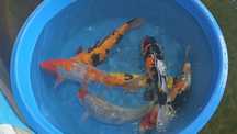 Carpas  Koi 45cm
