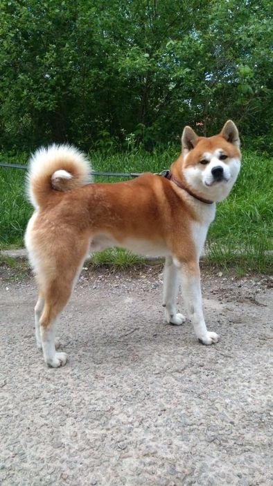 Акіта для в'язки