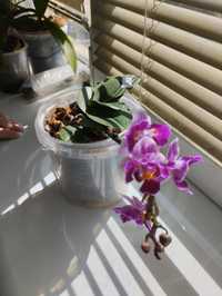 Продам цветущую орхидею