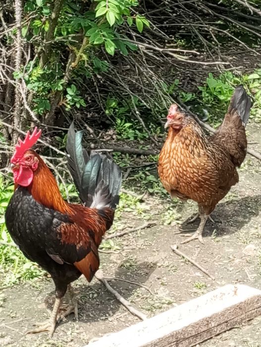 Karzełek polski, liliput.