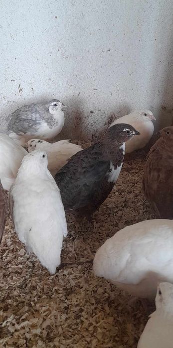 Jaja legowe przepiorka(texas itp) mix kolorow