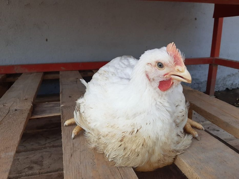 Brojler żywy od producenta