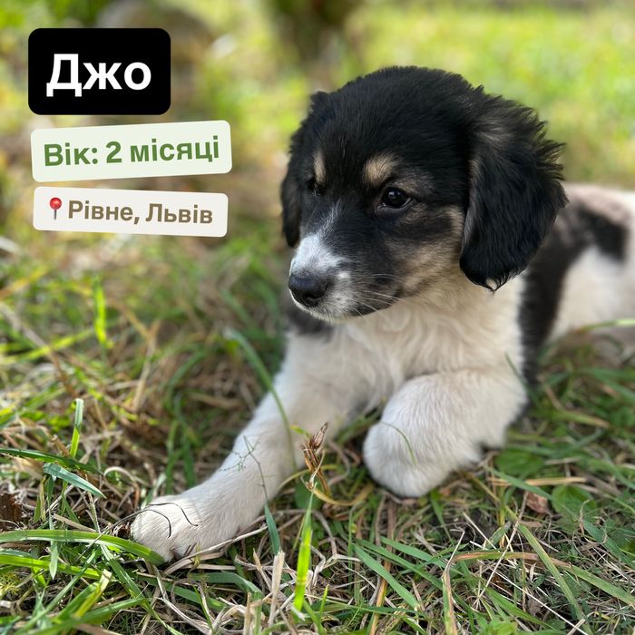 Цуценя в добрі руки