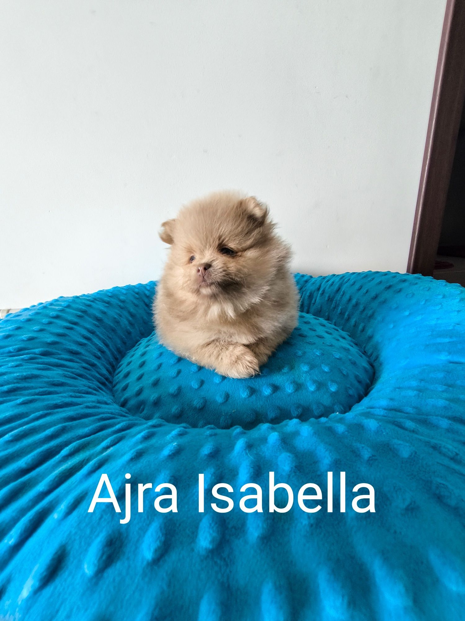 Szpic miniaturowy pomeranian unikat Isabella złota, złote oczy