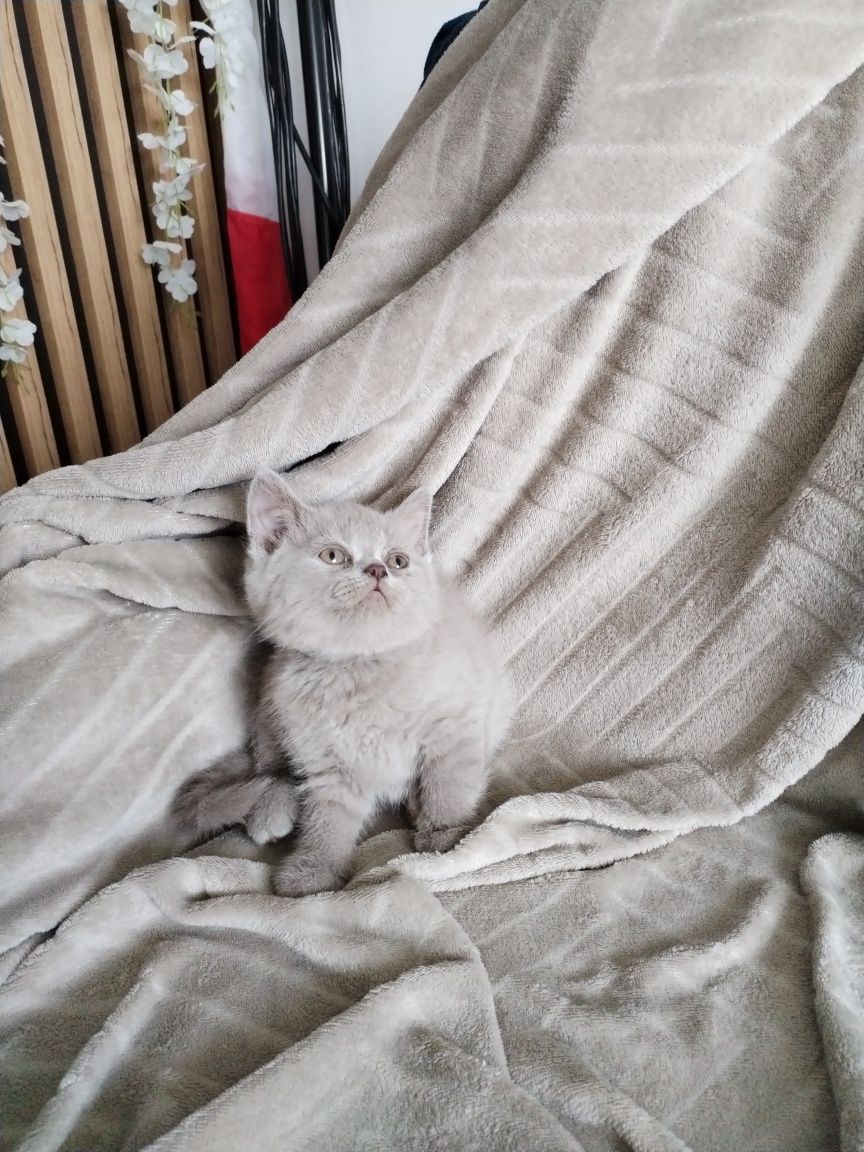 Kocurek Brytyjski Liliowy