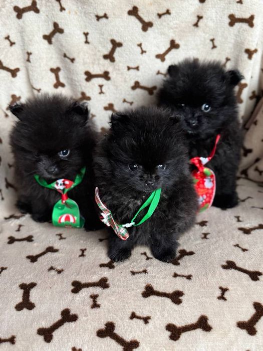 Чорні та кремові цуценята шпіц