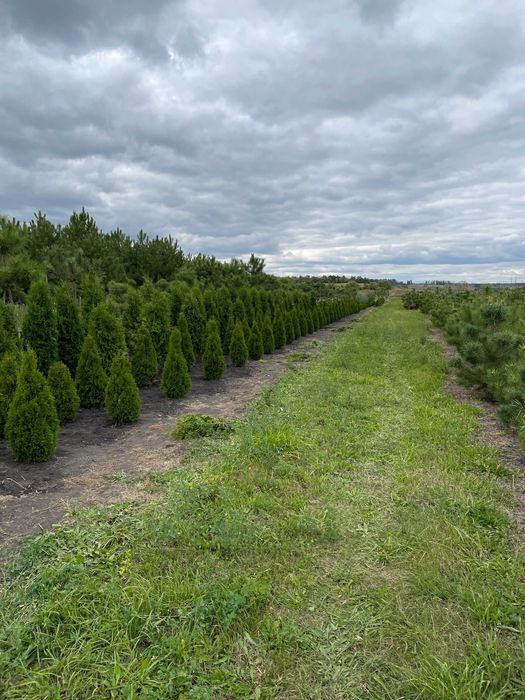 Туя смарагд (1.2 м)