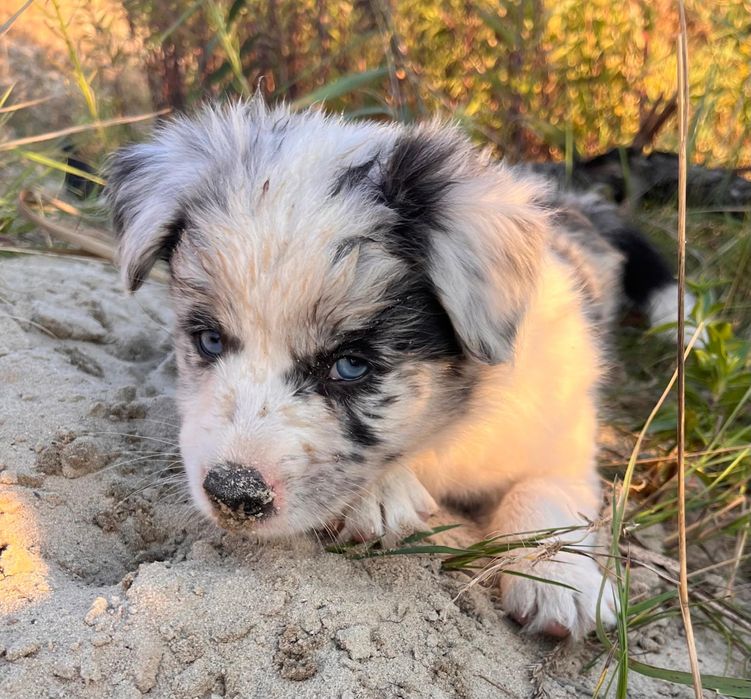 Border Collie Blue Merle/badania gen/gotowy do odbioru