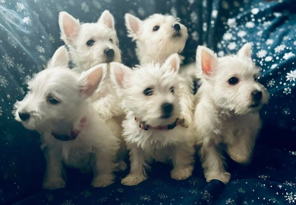 West Highland White Terrier Szczeniak