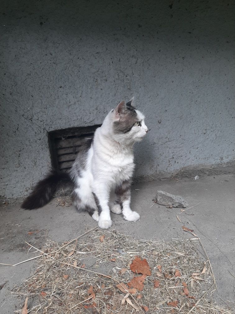 Котик домашній шукає домівку
