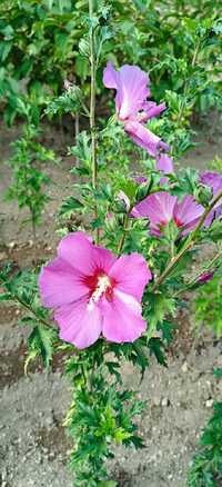 Hibiscos para Jardim