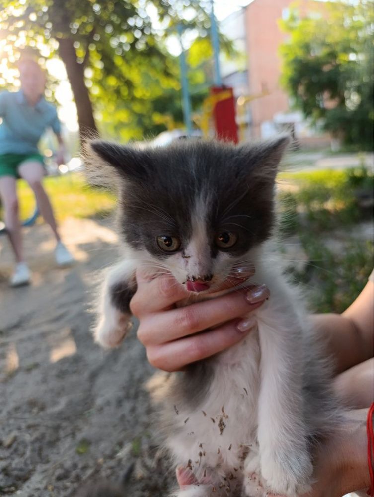 Кошенята шукають дім