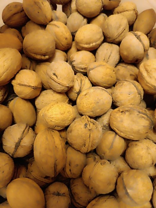Горіхи волоські грецькі відбірні врожай вересень-жовтень 202 р.