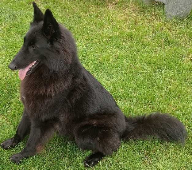Owczarki Belgijskie Groenendael Suczki