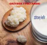 Grzybek tybetański ,kefirowy