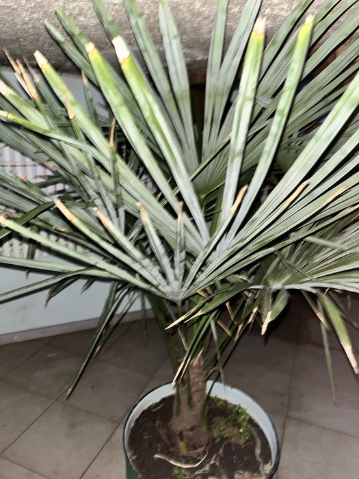 Продам фінікову пальму