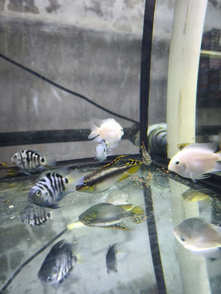 Peixes aquário água quente