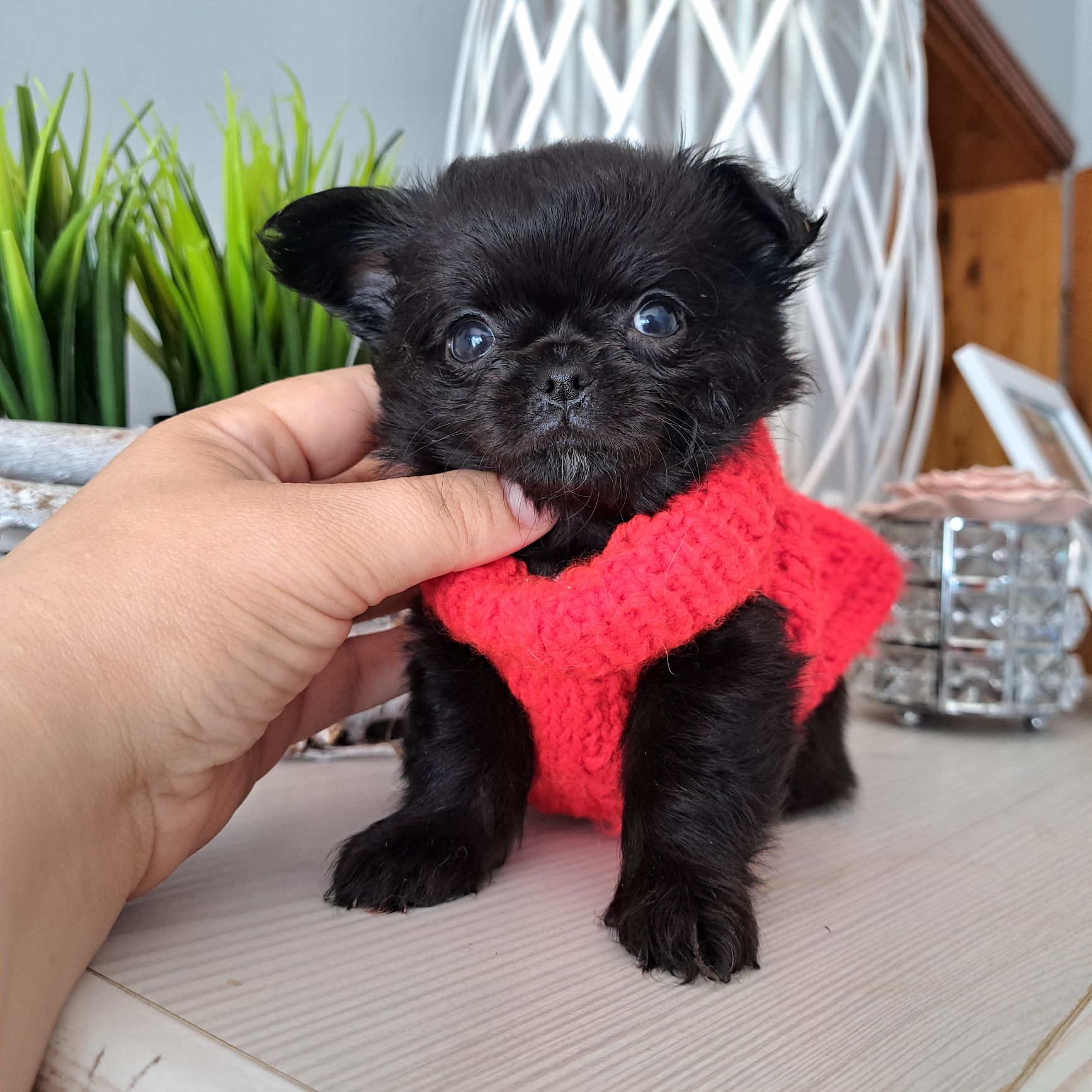 Piękny chłopiec długowłosy Chihuahua