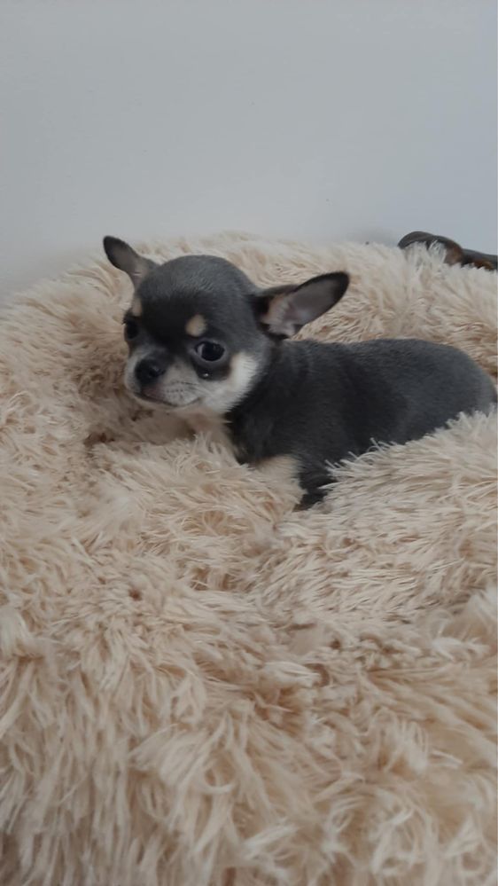 Sprzedam piękna sunie rasy Chihuahua. Niebieska.