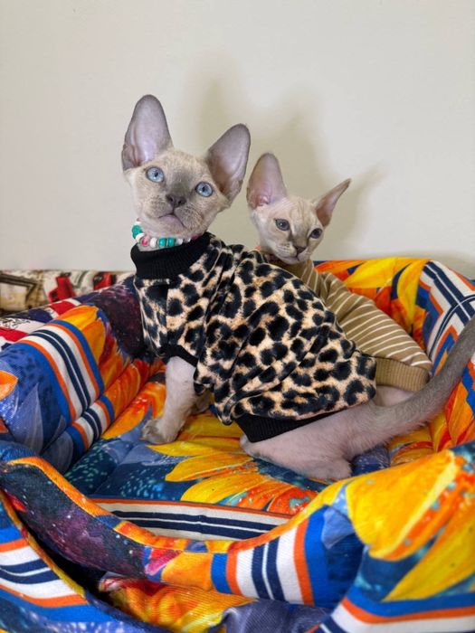 Семен и Любава ищут самых лучших родителей