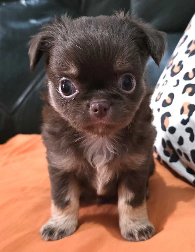 Chihuahua Fêmea, Cor chocolate afogueado. Pêlo comprido.