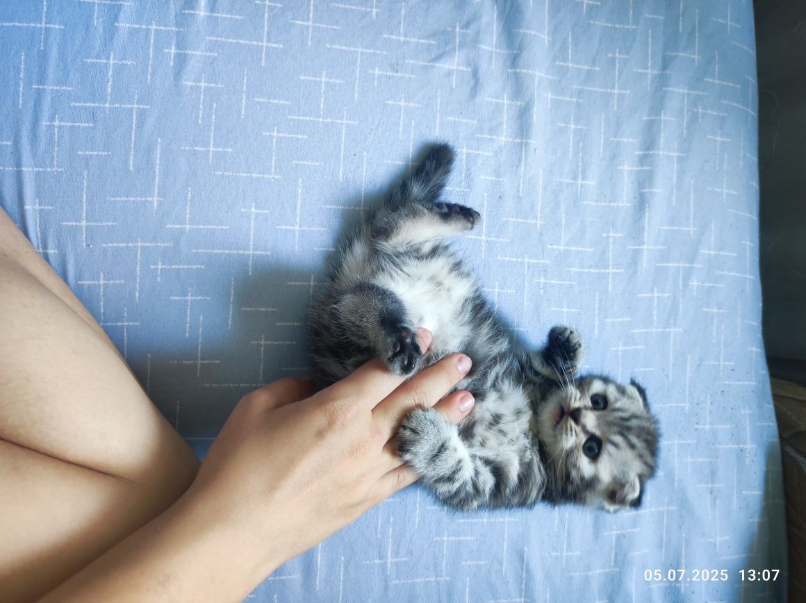 Продам шотландских котят