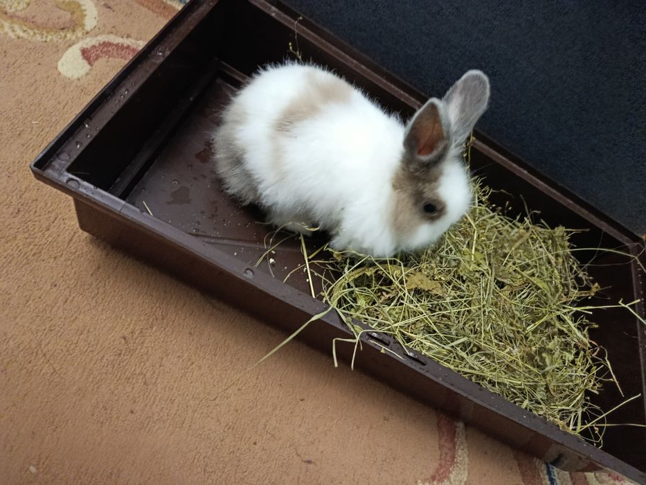 Срочно!Продам кролика с клеткой !