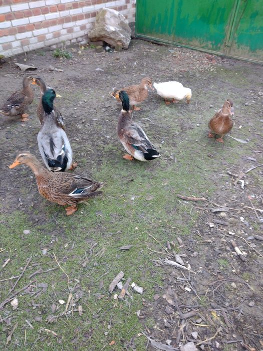 Kaczuszki staropolskie