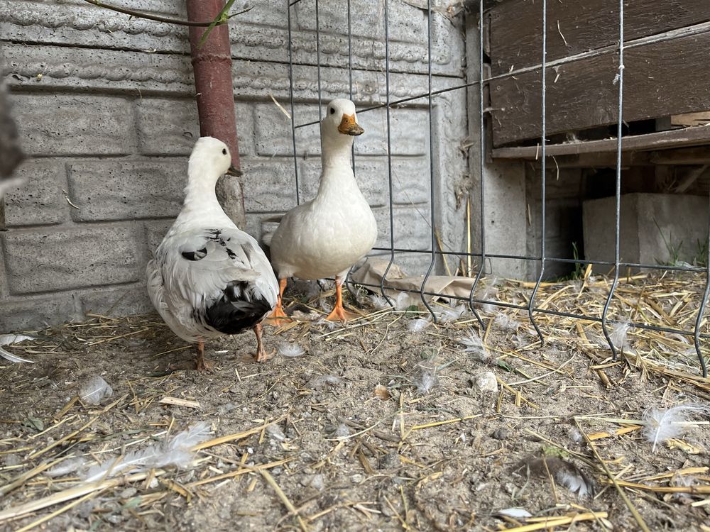 Kury silki kury i kaczki call duck