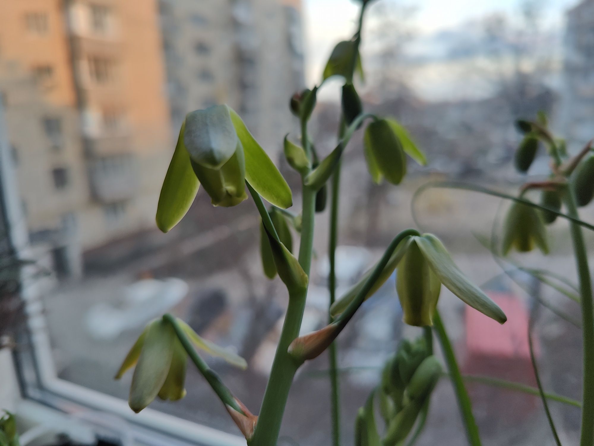 Albuca spirals, альбука спіральна, спіраліс