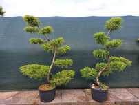 Niwaki, bonsai, Jałowiec `Kuriwao Gold`, Szkółka krzewów bonsai