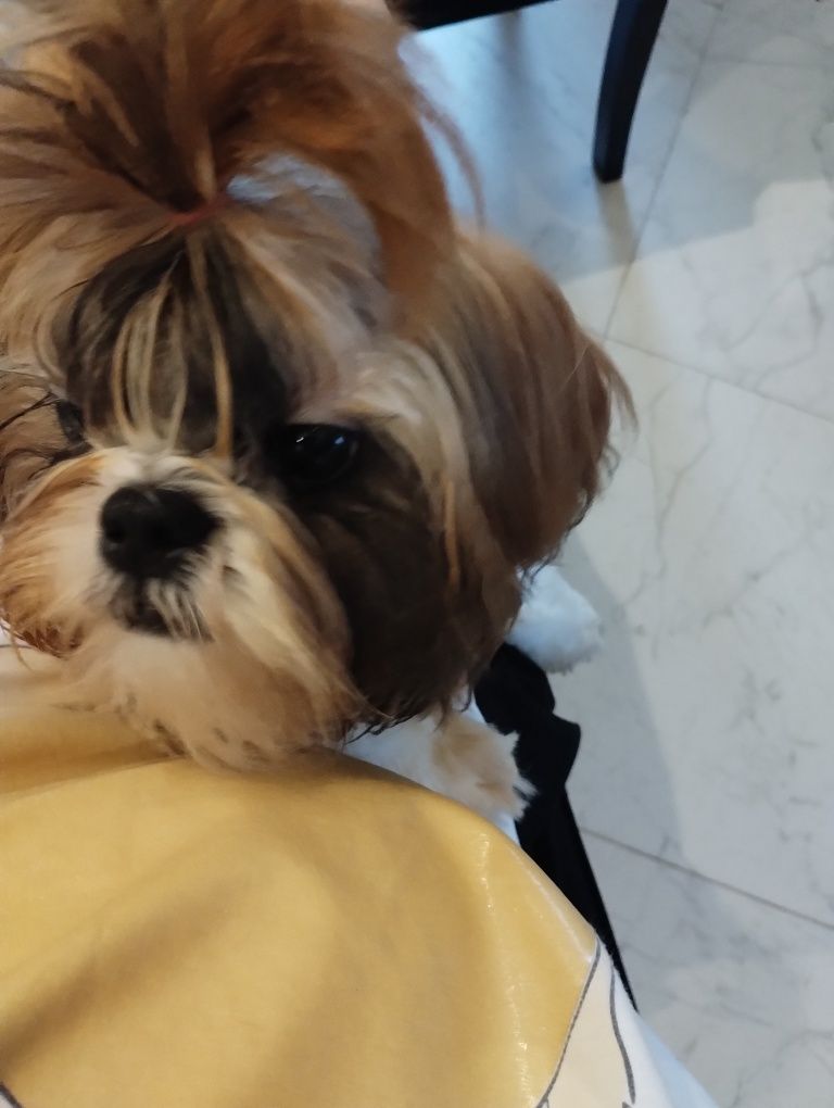 Shih tzu piesek słodziak