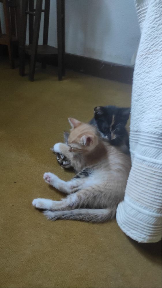 Gatinhos para adoção
