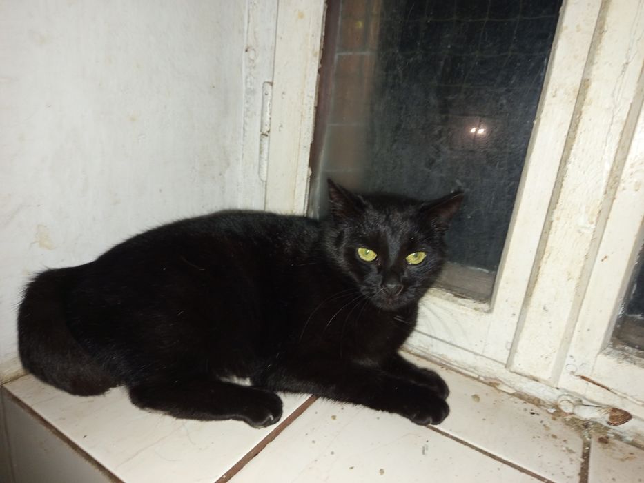 Szukamy domku dla koteczki Draculi