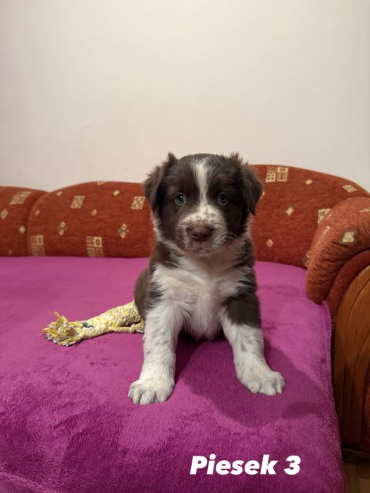 Piesek Border Collie