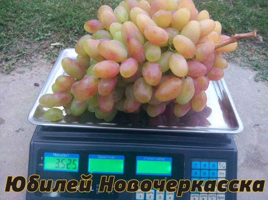 Корнесобственные саженцы винограда